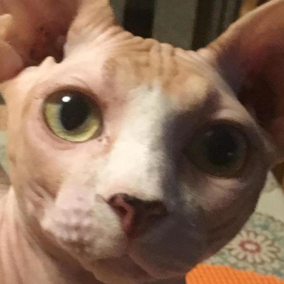 Meet your Posher, Benjamin - Picture 1 of 1